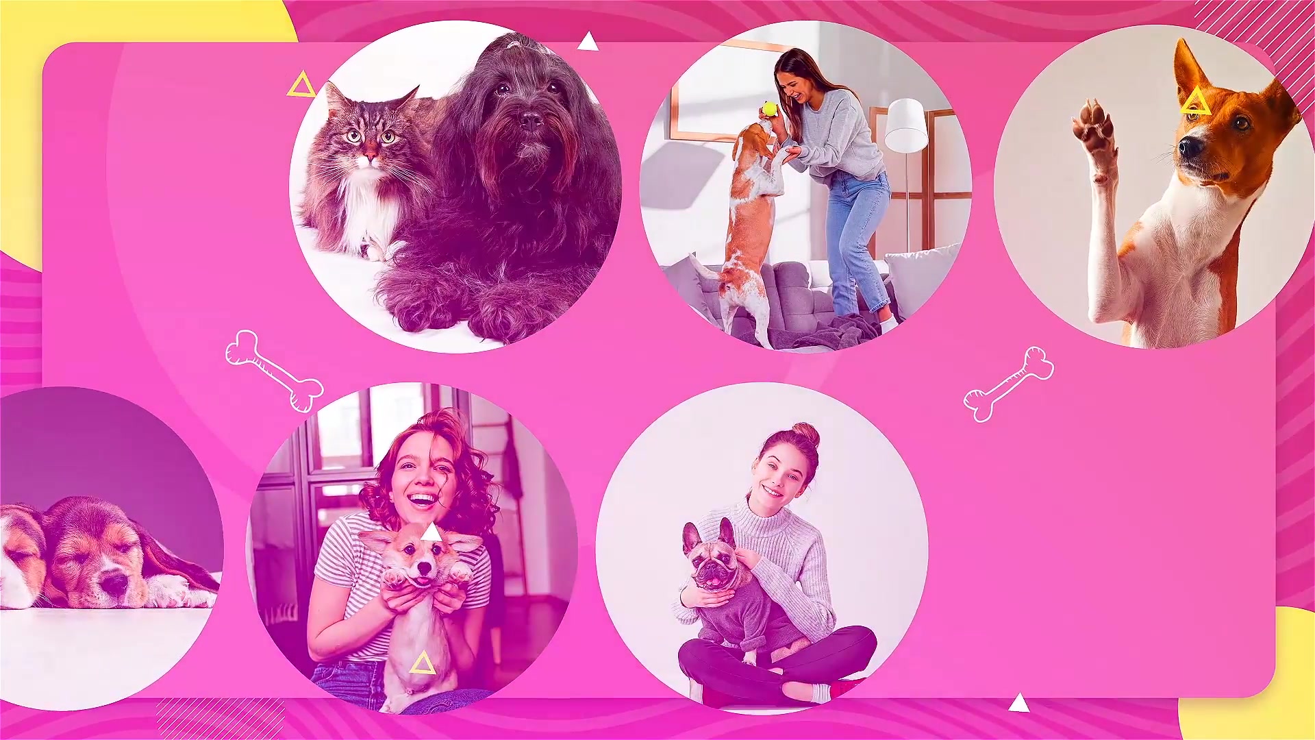 Adopt Me | Pet Promo Videohive 33108039 After Effects Image 5