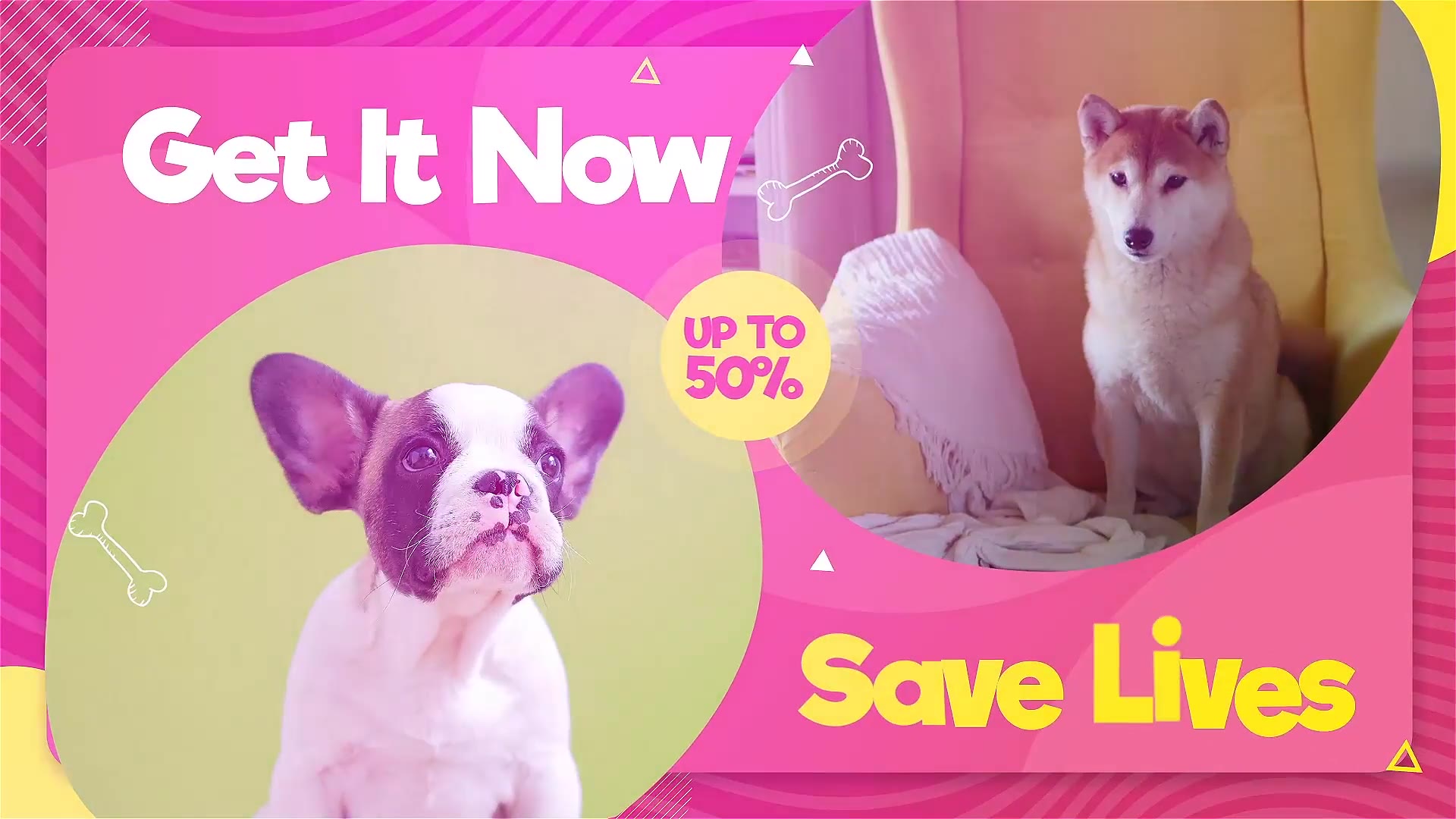 Adopt Me | Pet Promo Videohive 33108039 After Effects Image 6