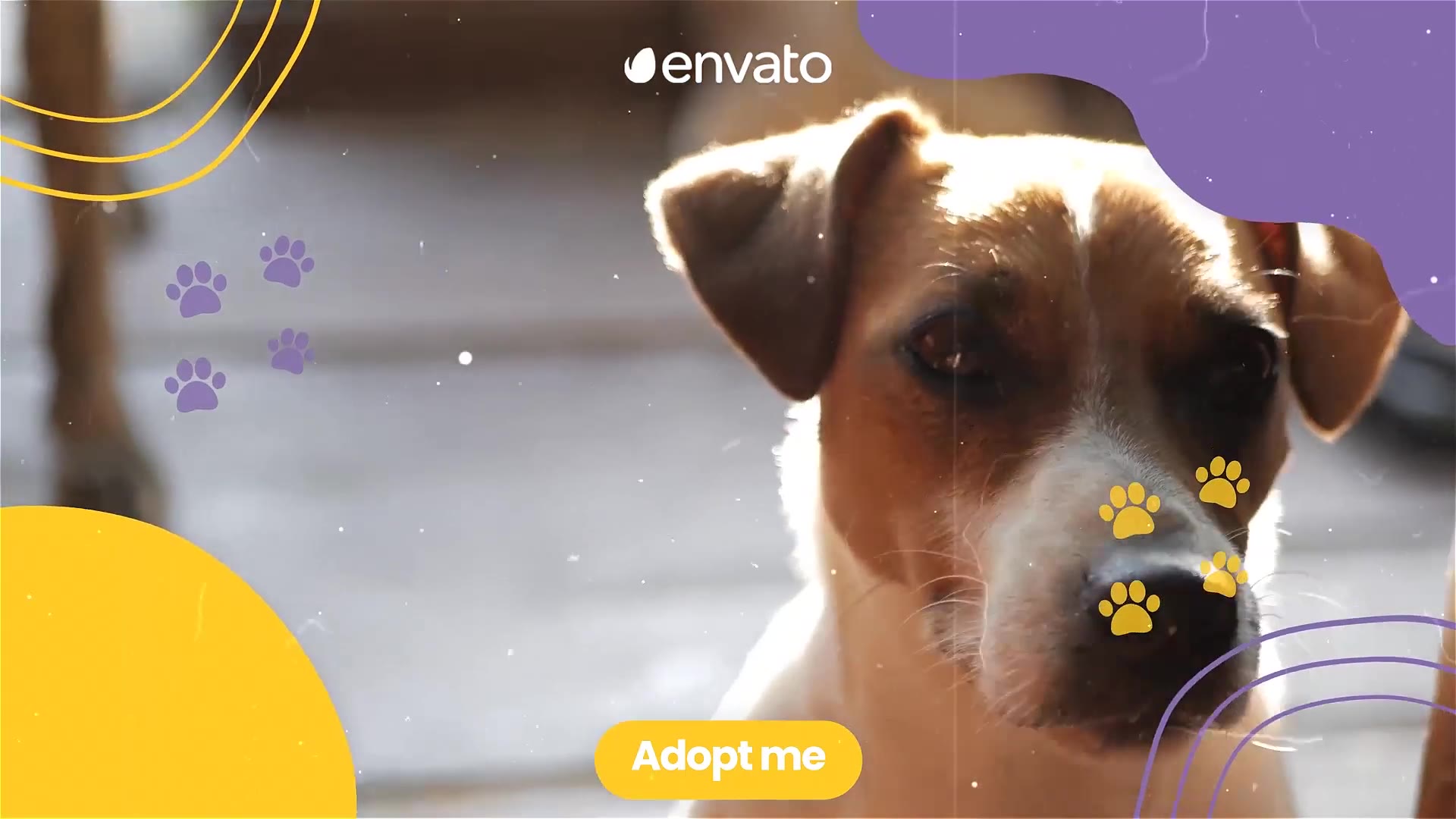 Adopt Pets Promo Videohive 38239208 After Effects Image 10