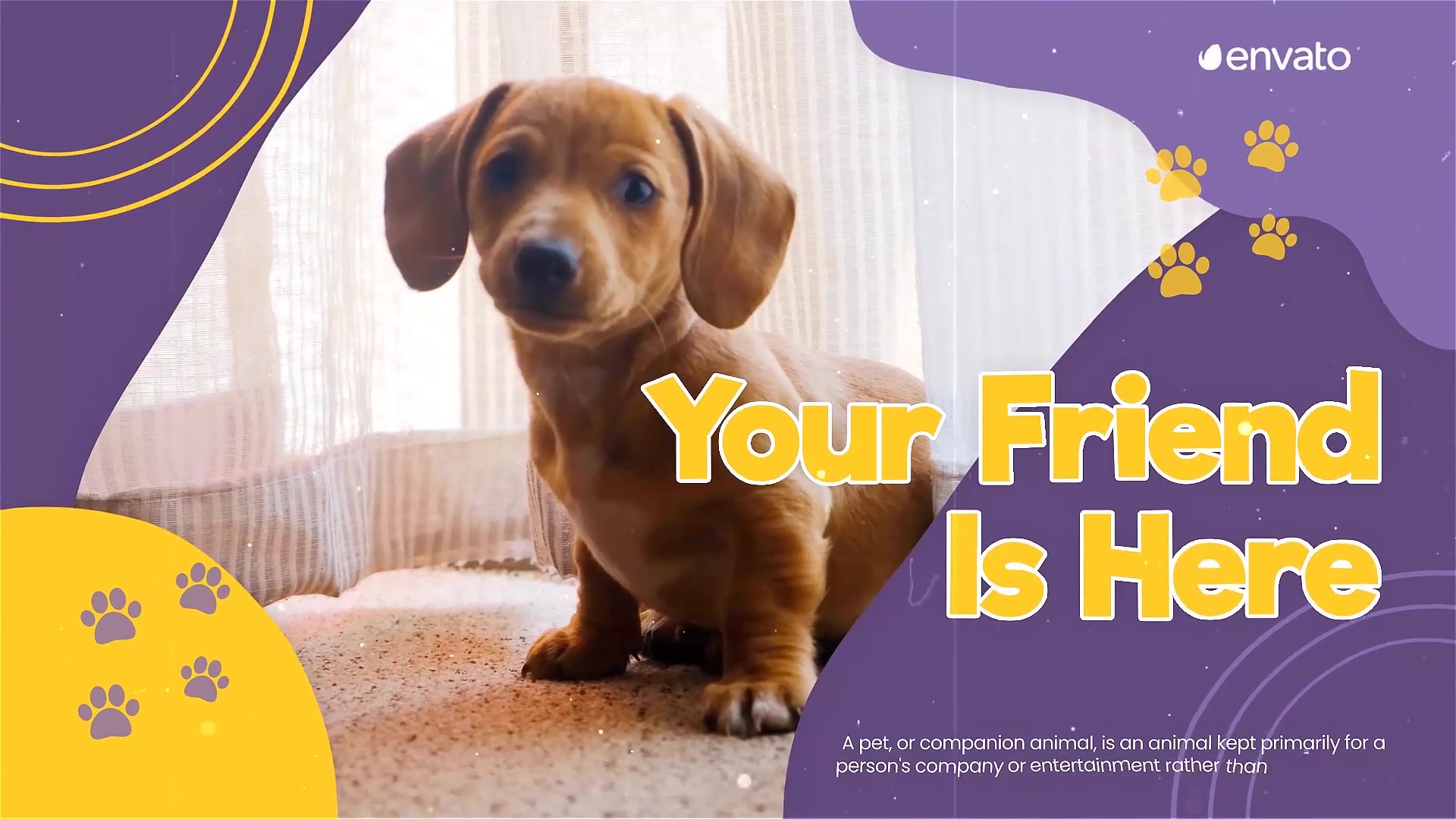 Adopt Pets Promo Videohive 38239208 After Effects Image 8