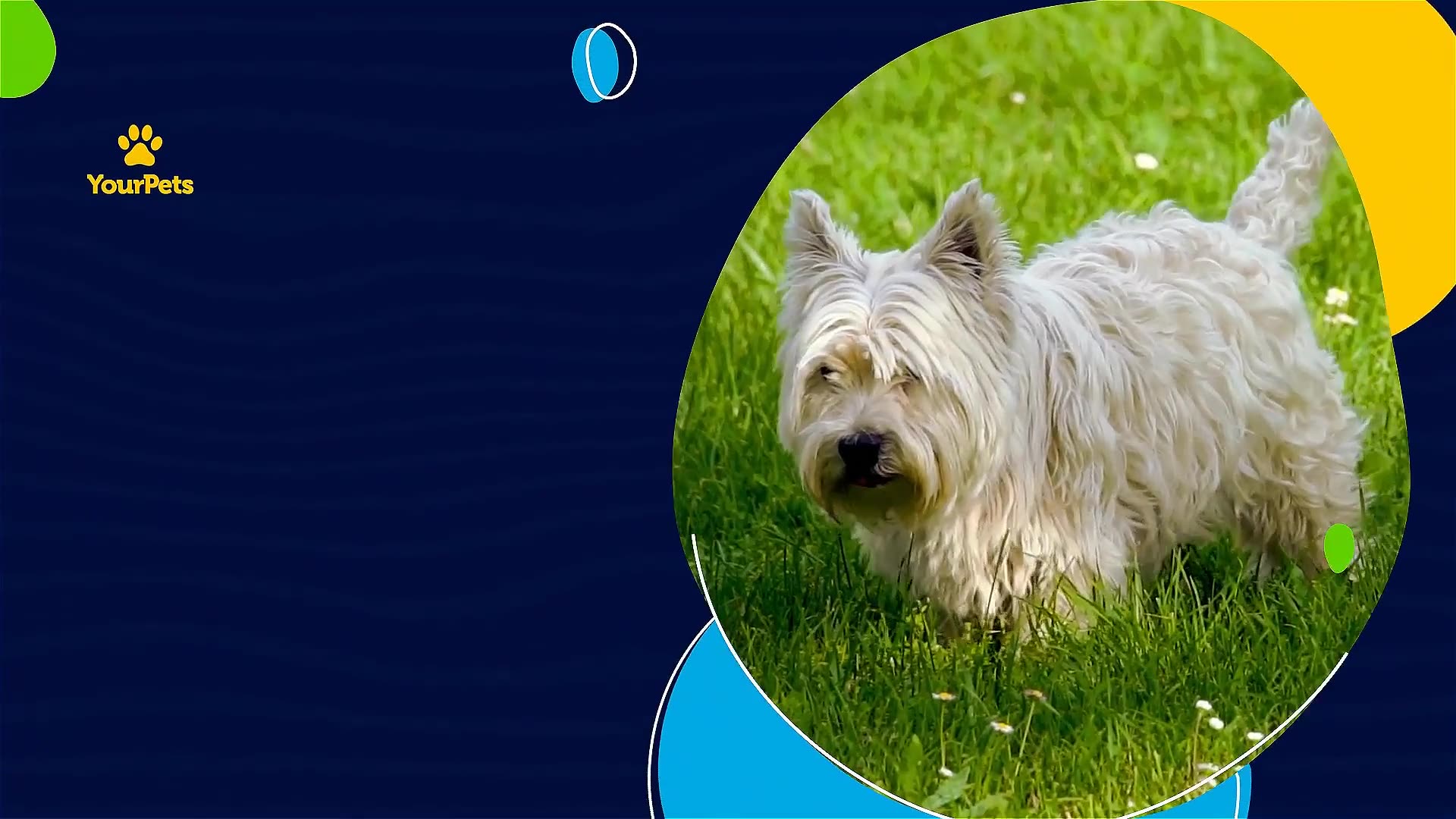 Adopt the Perfect Pet. Be a Hero! Videohive 30388226 After Effects Image 2