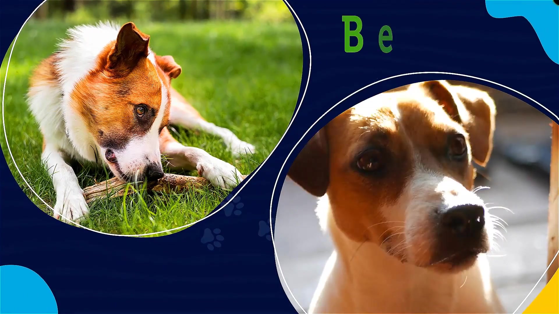 Adopt the Perfect Pet. Be a Hero! Videohive 30388226 After Effects Image 7