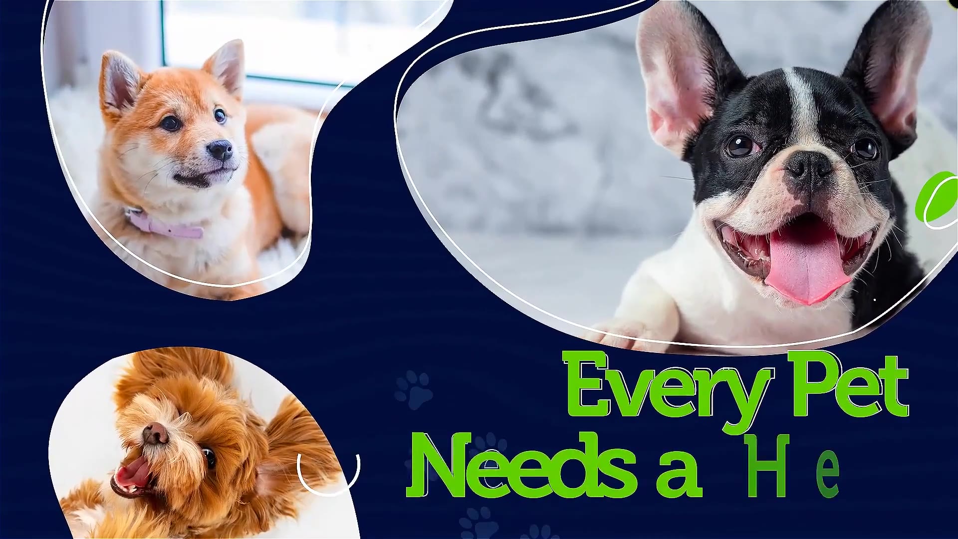Adopt the Perfect Pet. Be a Hero! Videohive 30388226 After Effects Image 8