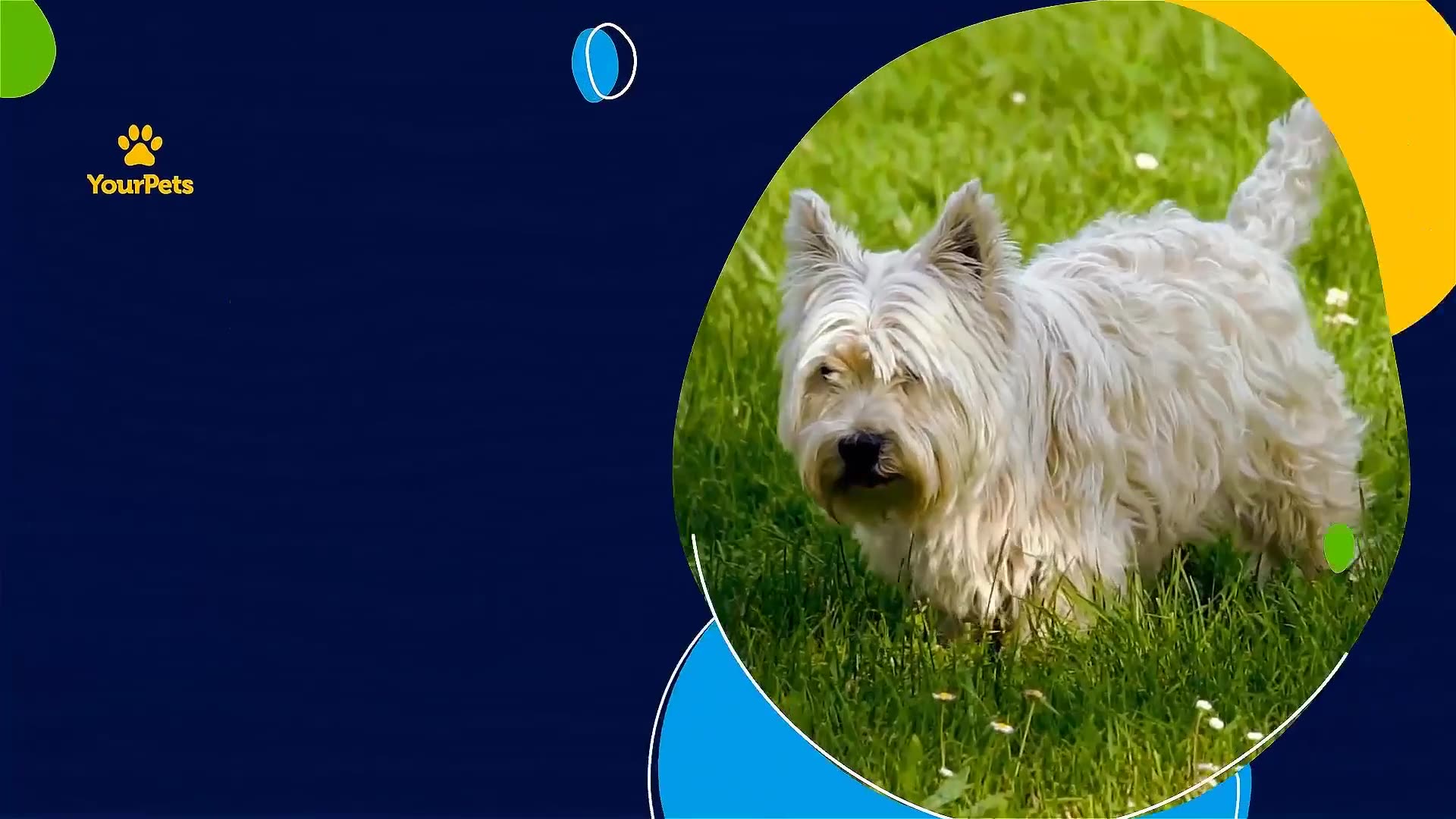 Adopt the Perfect Pet Videohive 37397475 Premiere Pro Image 2