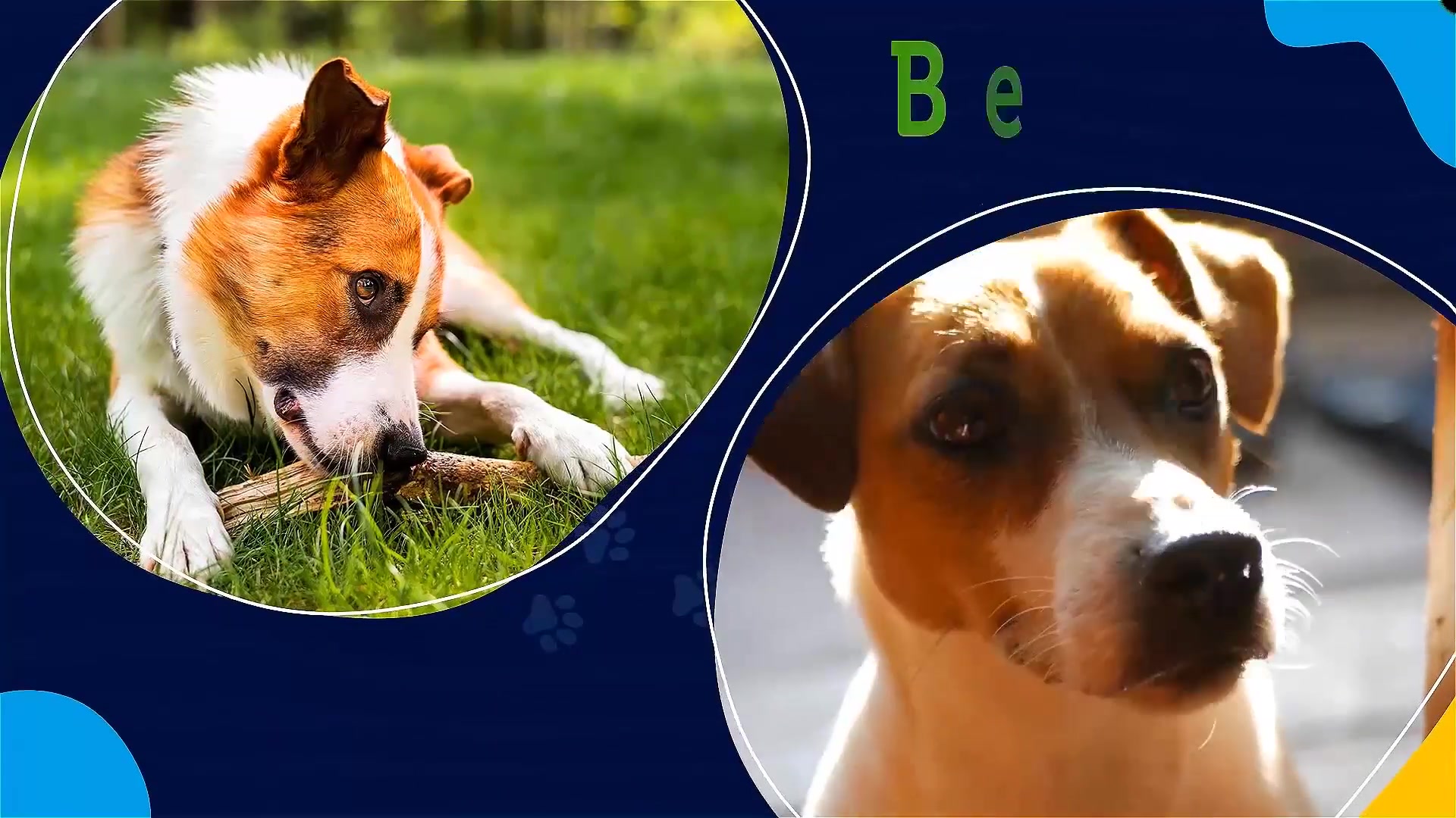 Adopt the Perfect Pet Videohive 37397475 Premiere Pro Image 7