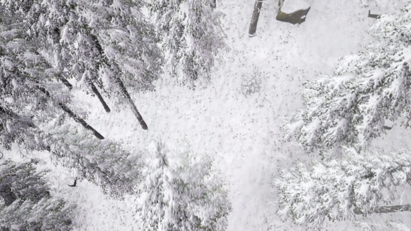 Aerial Snow Covered Trees Landscape - Download Videohive 20883072