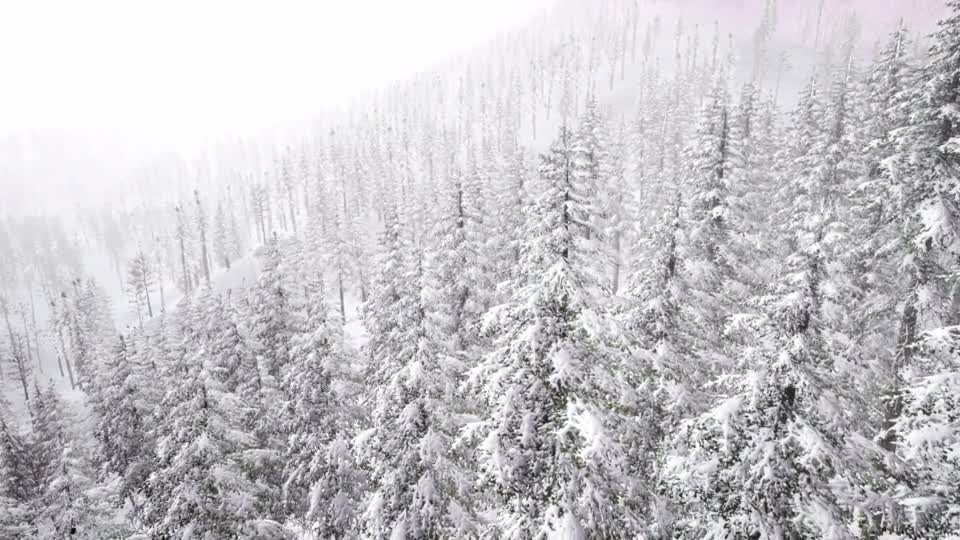 Aerial Snow Covered Trees Landscape - Download Videohive 20883078