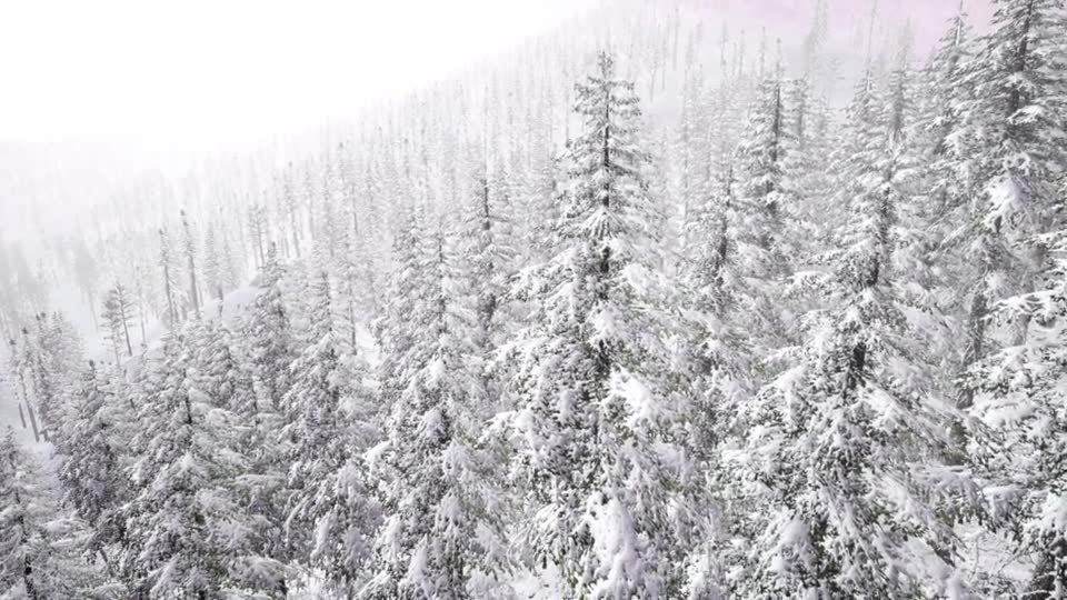 Aerial Snow Covered Trees Landscape - Download Videohive 20883078