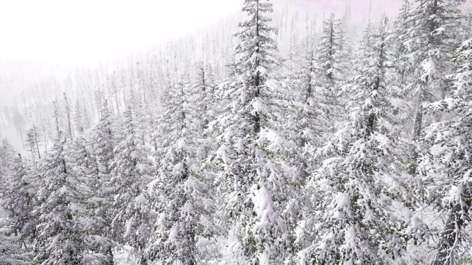 Aerial Snow Covered Trees Landscape - Download Videohive 20883078