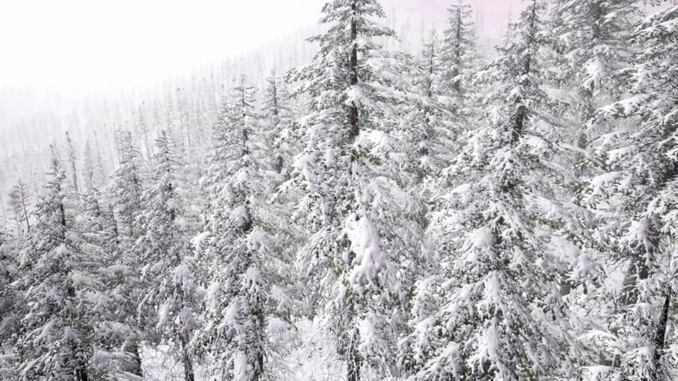 Aerial Snow Covered Trees Landscape - Download Videohive 20883078