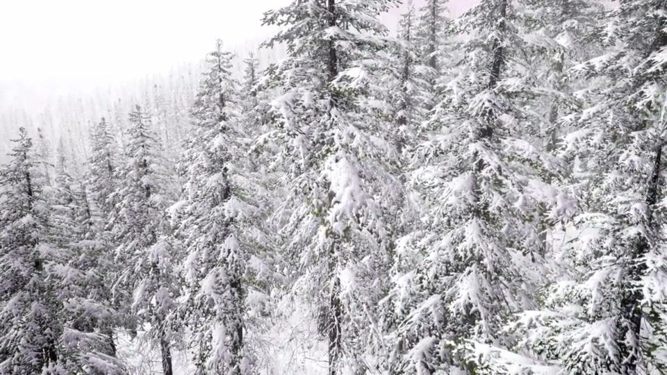 Aerial Snow Covered Trees Landscape - Download Videohive 20883078