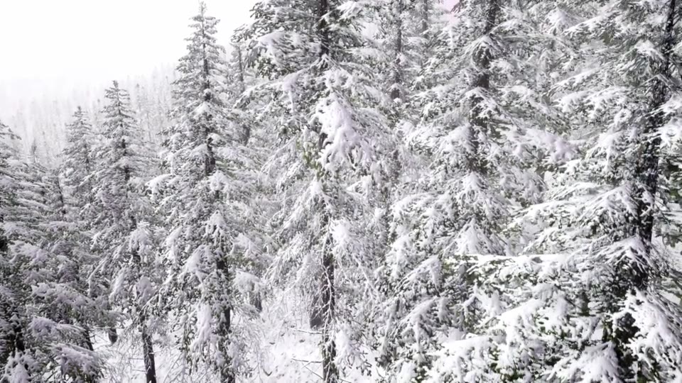 Aerial Snow Covered Trees Landscape - Download Videohive 20883078