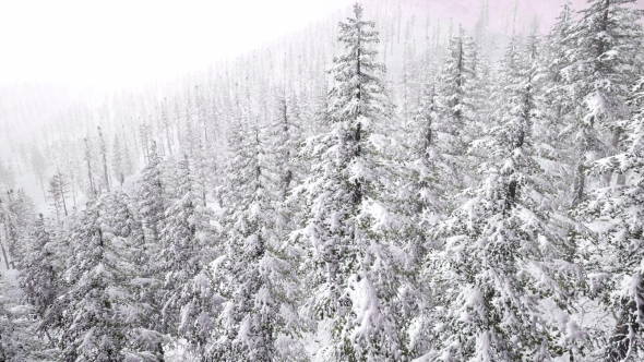 Aerial Snow Covered Trees Landscape - Download Videohive 20883078