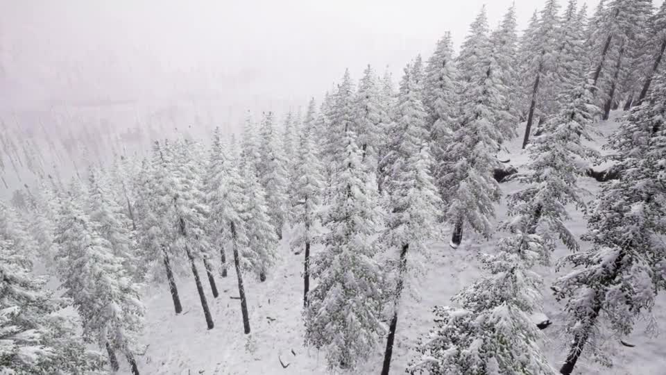 Aerial Snow Covered Trees Landscape - Download Videohive 21313508