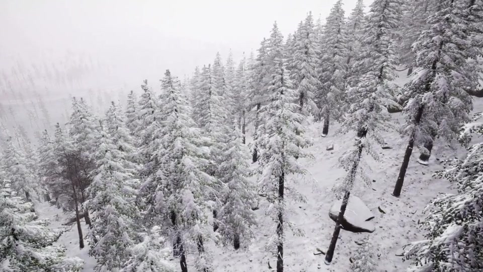 Aerial Snow Covered Trees Landscape - Download Videohive 21313508