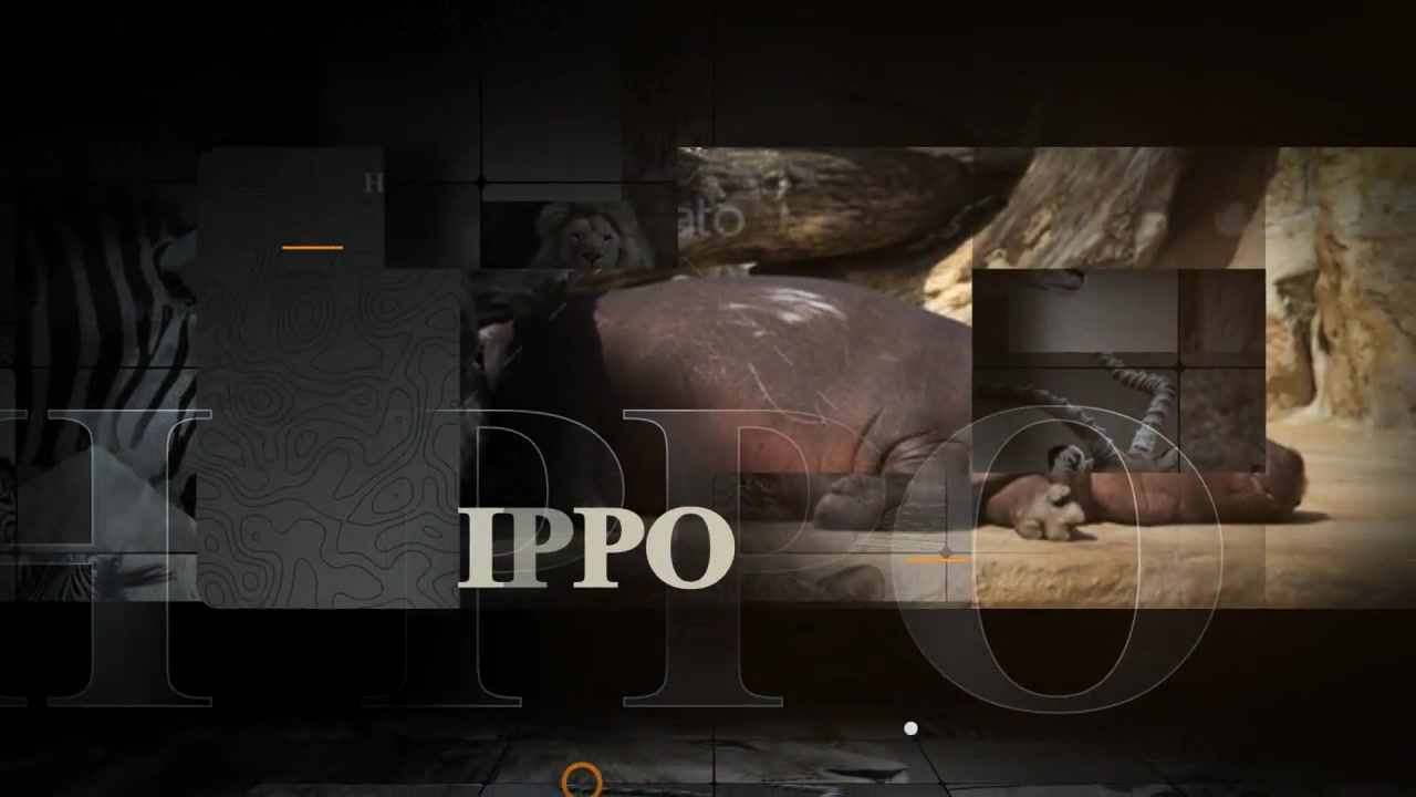 African Animals Videohive 55812768 After Effects Image 10