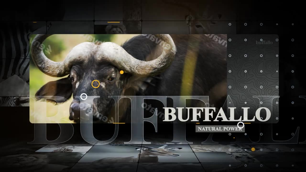 African Animals Videohive 55812768 After Effects Image 3