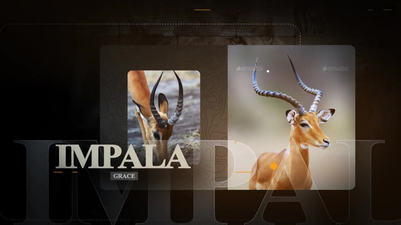 African Animals Videohive 55812768 After Effects Image 5