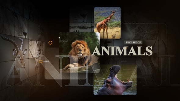 African Animals - Download Videohive 55812768