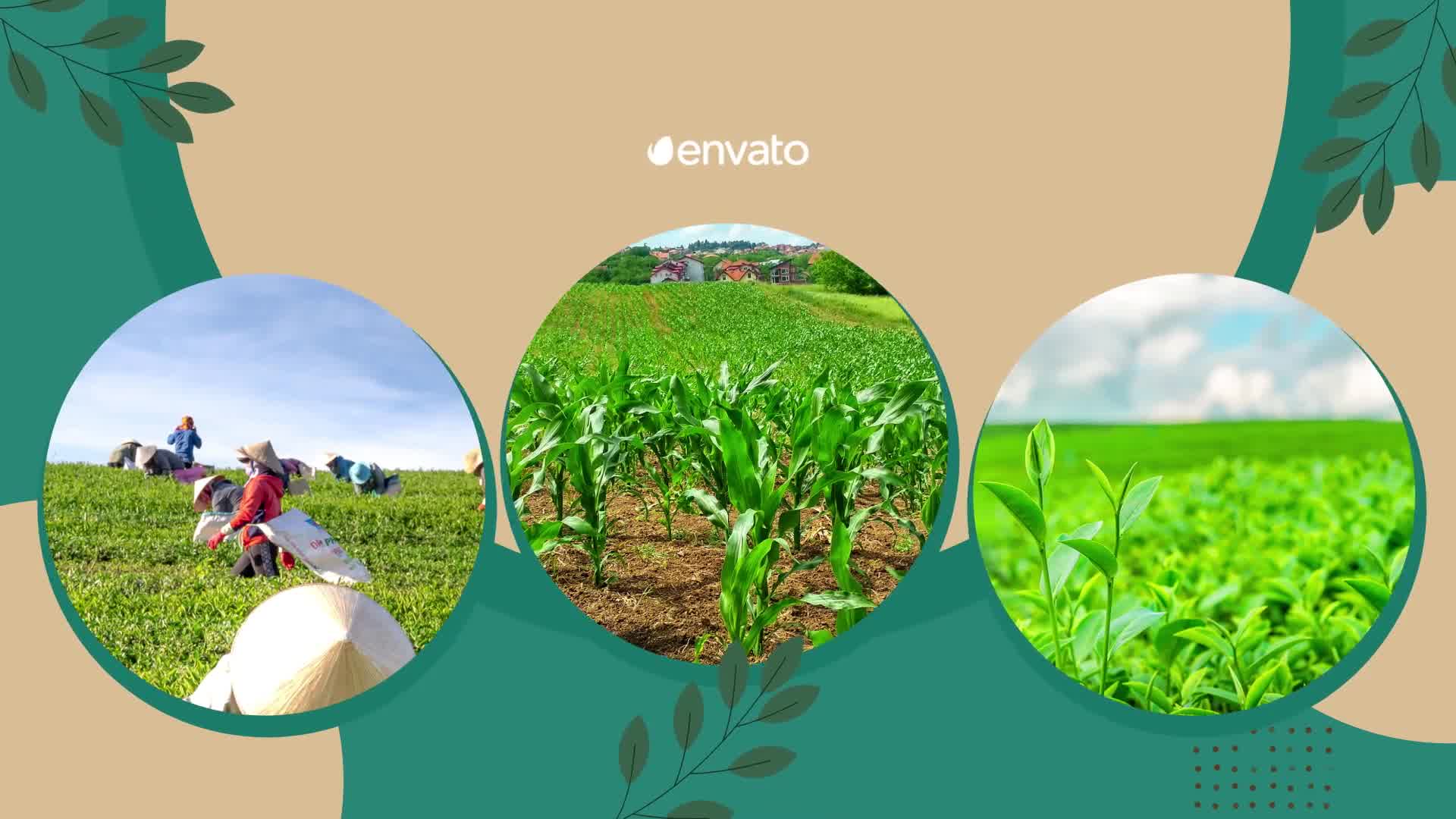 Agriculture Slideshow Videohive 37541093 After Effects Image 9