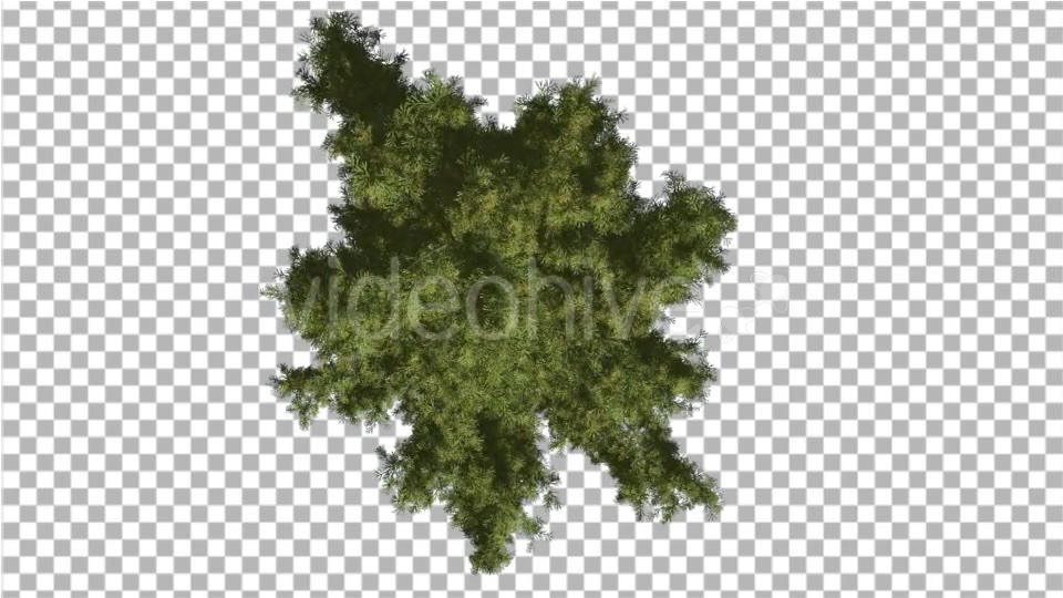 Alaska Cedar Crown Top Down Tree is Swaying Wind - Download Videohive 14119663