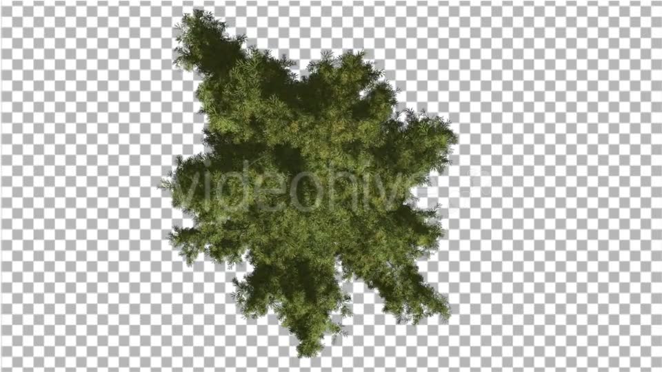 Alaska Cedar Crown Top Down Tree is Swaying Wind - Download Videohive 14119663