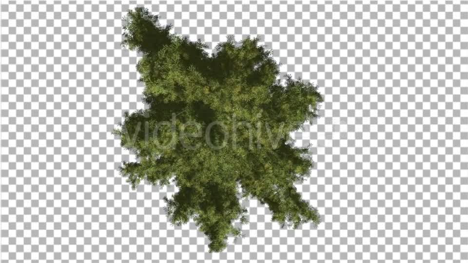 Alaska Cedar Crown Top Down Tree is Swaying Wind - Download Videohive 14119663