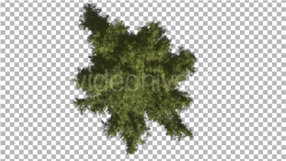 Alaska Cedar Crown Top Down Tree is Swaying Wind - Download Videohive 16924724