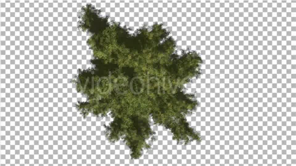 Alaska Cedar Crown Top Down Tree is Swaying Wind - Download Videohive 16924724