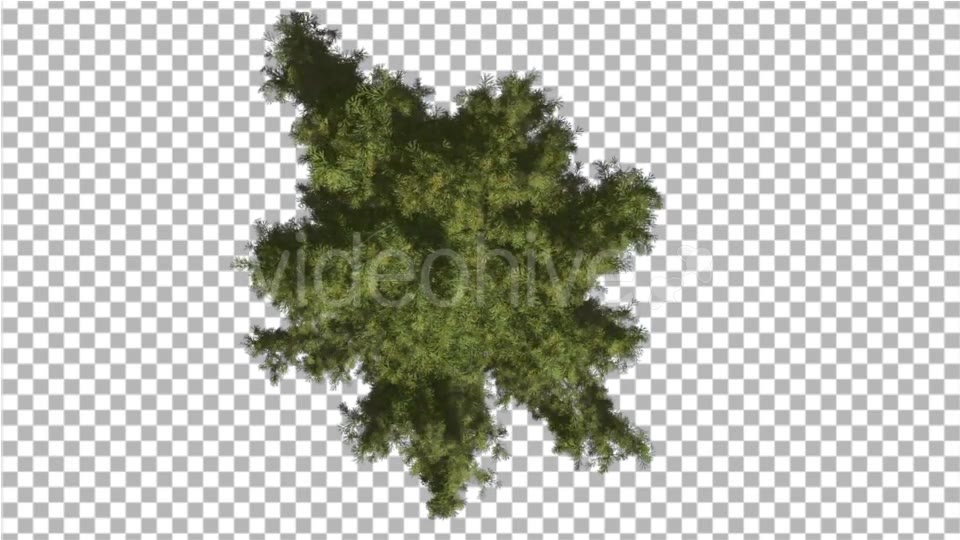 Alaska Cedar Crown Top Down Tree is Swaying Wind - Download Videohive 16924724