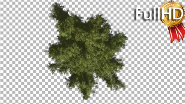 Alaska Cedar Crown Top Down Tree is Swaying Wind - Download Videohive 16924724