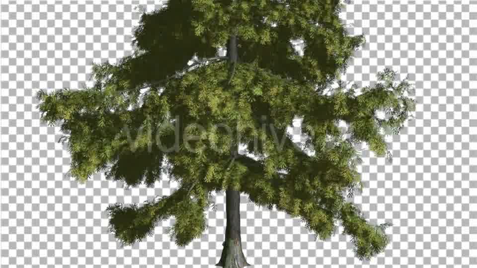 Alaska Cedar Thin Tree is Swaying at The Wind - Download Videohive 14732790