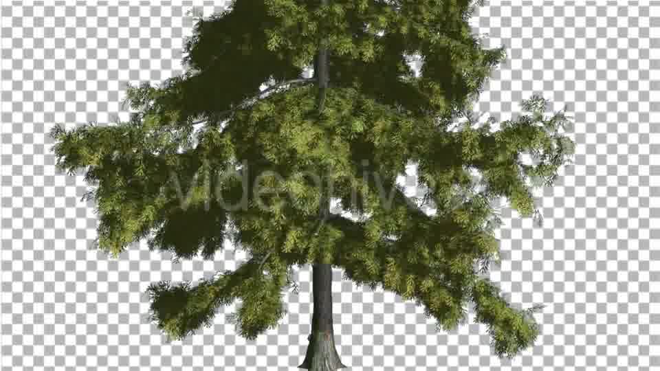 Alaska Cedar Thin Tree is Swaying at The Wind - Download Videohive 14732790