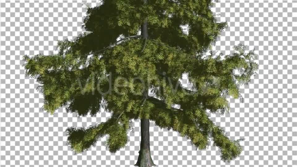 Alaska Cedar Thin Tree is Swaying at The Wind - Download Videohive 14732790