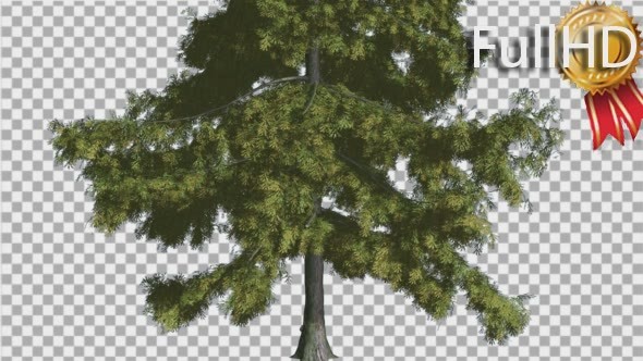 Alaska Cedar Thin Tree is Swaying at The Wind - Download Videohive 14732790