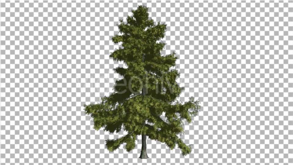 Alaska Cedar Thin Tree is Swaying at The Wind - Download Videohive 14810195