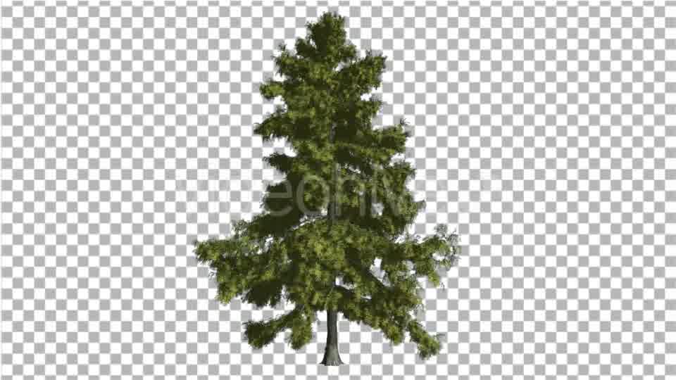 Alaska Cedar Thin Tree is Swaying at The Wind - Download Videohive 14810195