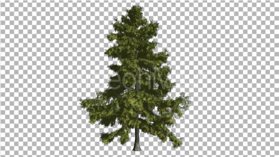 Alaska Cedar Thin Tree is Swaying at The Wind - Download Videohive 14810195