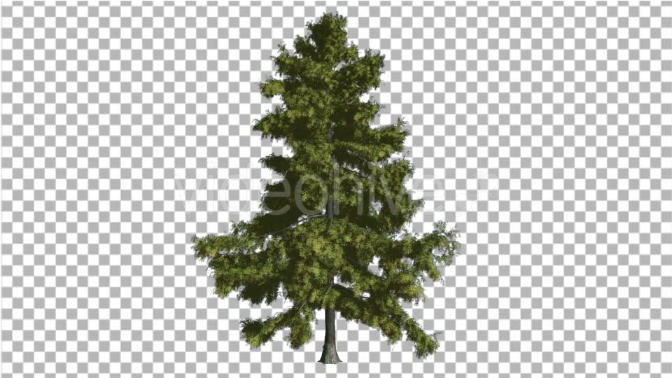 Alaska Cedar Thin Tree is Swaying at The Wind - Download Videohive 14810195