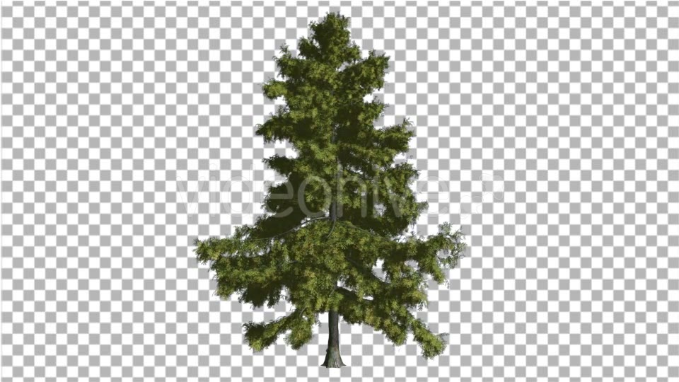 Alaska Cedar Thin Tree is Swaying at The Wind - Download Videohive 14810195