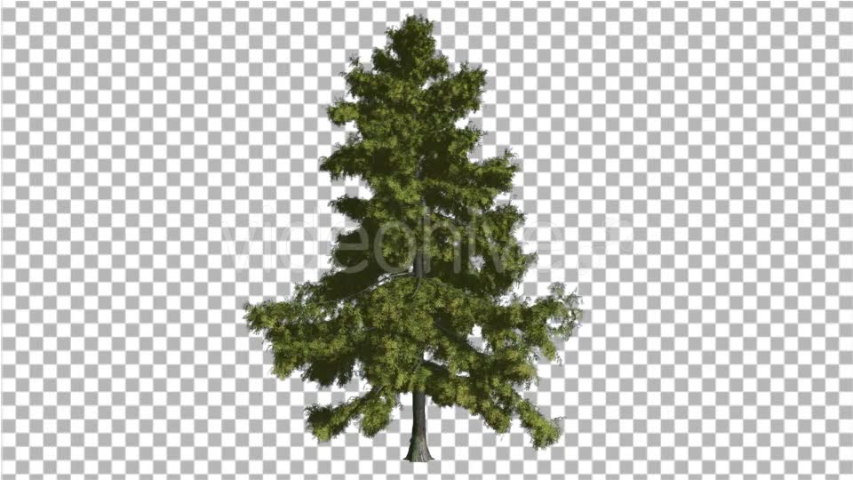 Alaska Cedar Thin Tree is Swaying at The Wind - Download Videohive 14810195