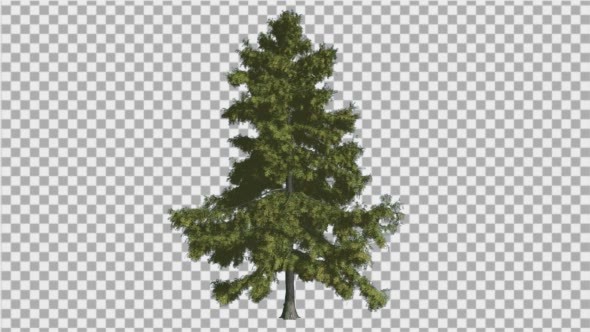 Alaska Cedar Thin Tree is Swaying at The Wind - Download Videohive 14810195