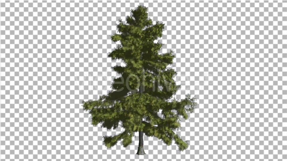 Alaska Cedar Thin Tree is Swaying at the Wind - Download Videohive 16966297
