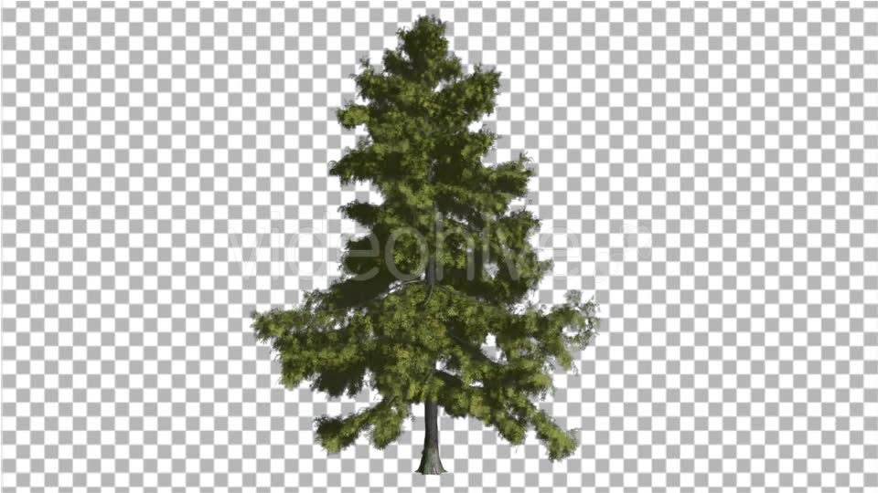 Alaska Cedar Thin Tree is Swaying at the Wind - Download Videohive 16966297