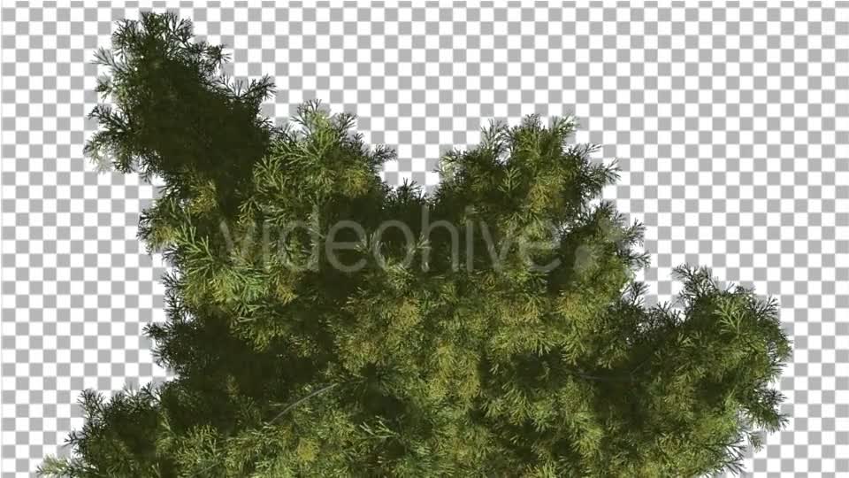 Alaska Cedar Top Down Tree is Swaying at The Wind - Download Videohive 14754158