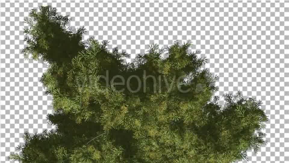 Alaska Cedar Top Down Tree is Swaying at The Wind - Download Videohive 14754158