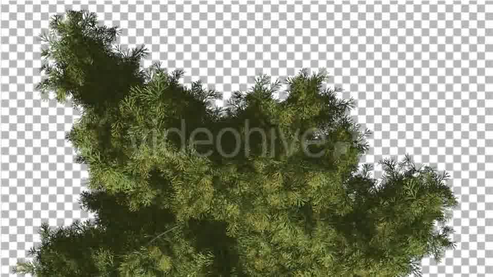 Alaska Cedar Top Down Tree is Swaying at The Wind - Download Videohive 14754158