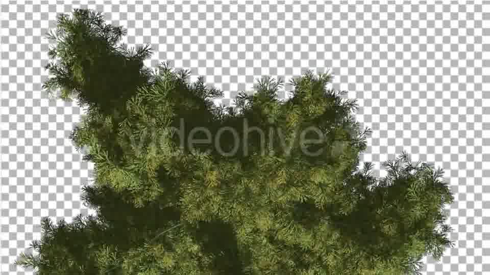 Alaska Cedar Top Down Tree is Swaying at The Wind - Download Videohive 14754158