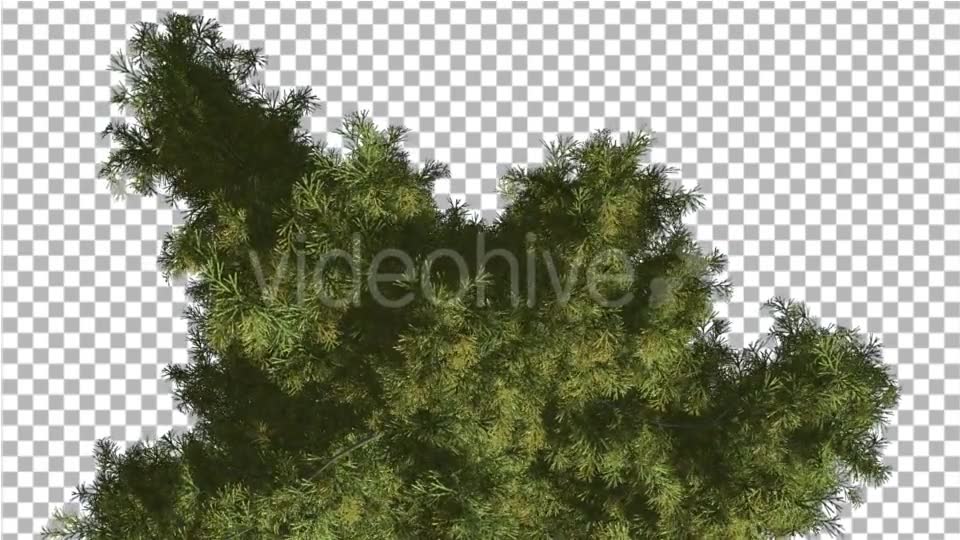 Alaska Cedar Top Down Tree is Swaying at The Wind - Download Videohive 14754158