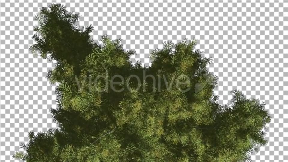 Alaska Cedar Top Down Tree is Swaying at The Wind - Download Videohive 14754158